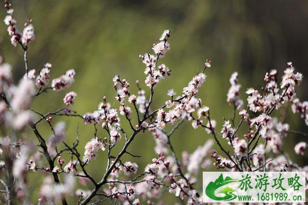 石家庄赏花的旅游景点排行榜