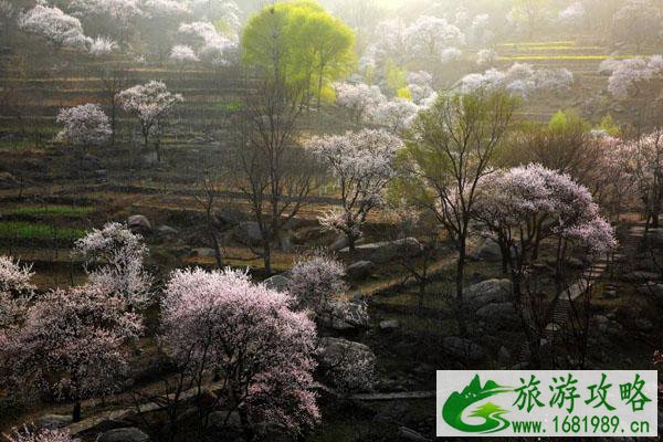 石家庄赏花的旅游景点排行榜