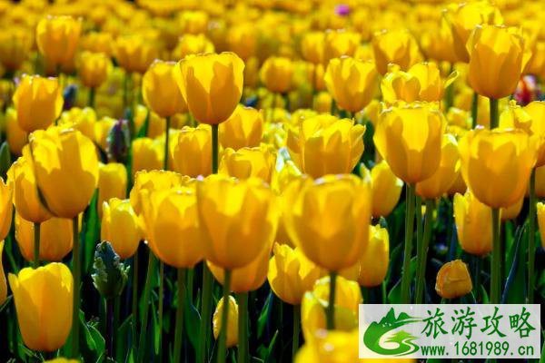 2022石家庄植物园郁金香什么时候开花 郁金香文化节活动介绍 2022石家庄植物园郁金香什么时候开花 郁金香文化节活动介绍