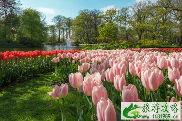 2022石家庄植物园郁金香什么时候开花 郁金香文化节活动介绍 2022石家庄植物园郁金香什么时候开花 郁金香文化节活动介绍