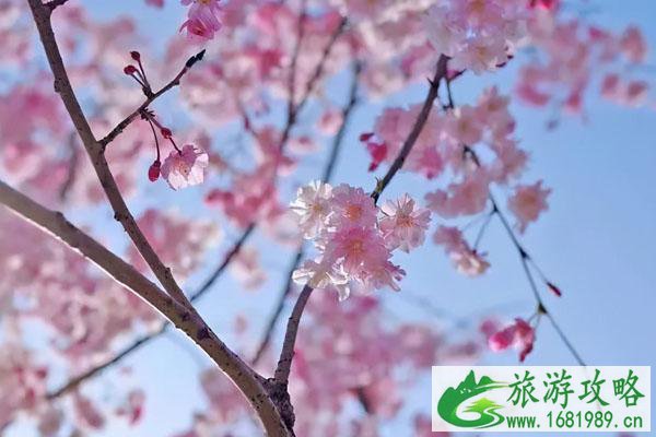 2022苏州最佳樱花观赏地