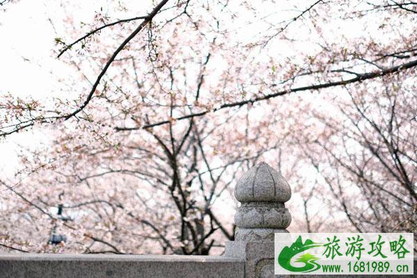 2022苏州最佳樱花观赏地