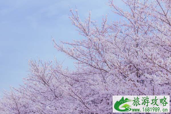 2022无锡鼋头渚赏樱花攻略 附最佳时间及赏樱路线