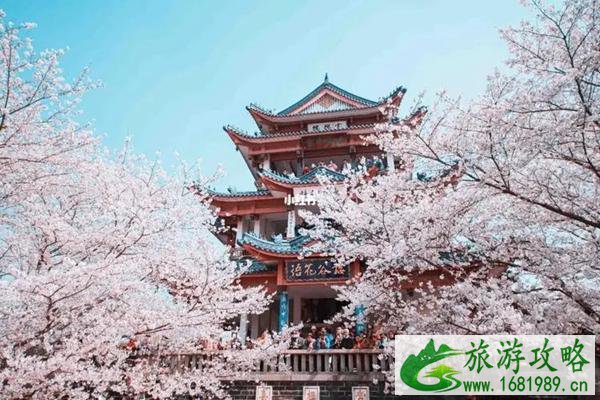 鼋头渚樱花什么时候开放2022  鼋头渚门票多少钱