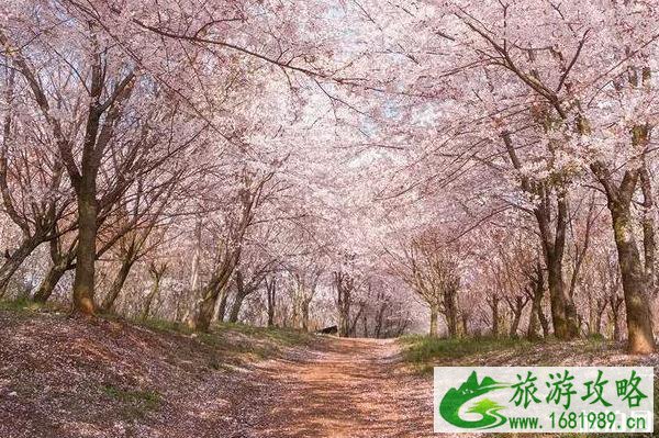 2022平坝樱花开了吗 平坝樱花什么时候开放