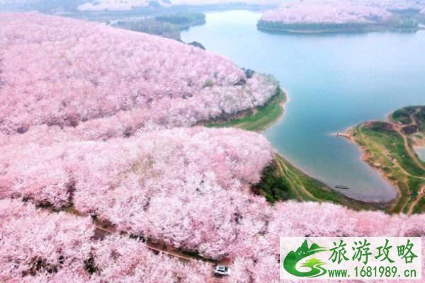 2022平坝樱花什么时候开
