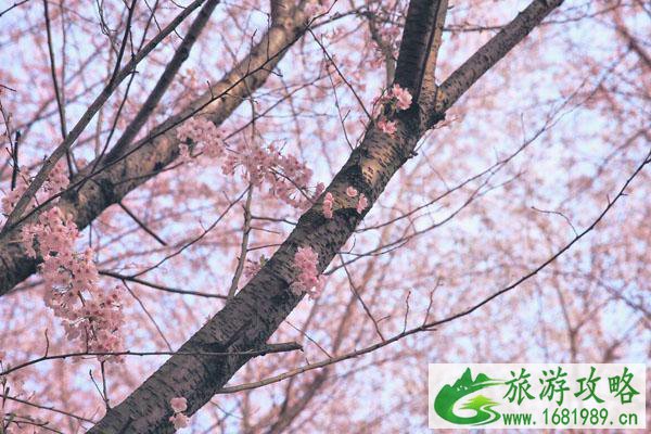 平坝樱花园什么时候开放2022
