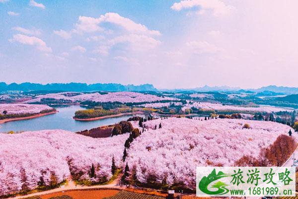 平坝樱花园什么时候开放2022