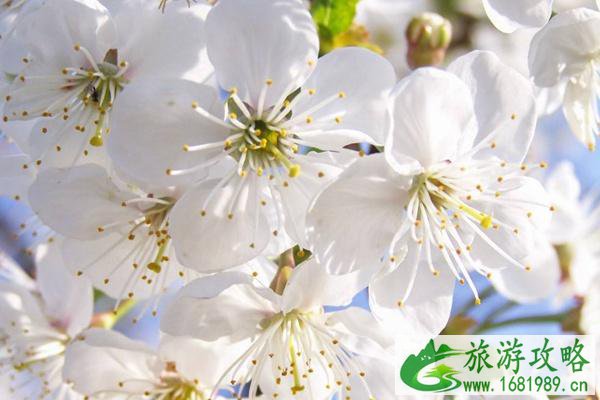 云岭金秋景区樱花什么时候开?具体地址在哪?