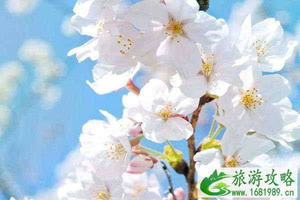 云岭金秋景区樱花什么时候开?具体地址在哪?