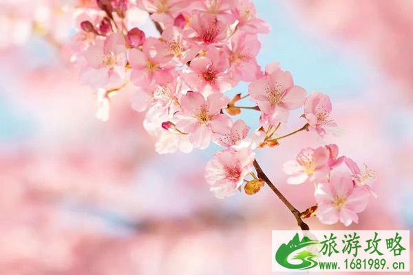 2022韶关樱花峪最佳观赏期是什么时候?在哪里?门票多少钱?