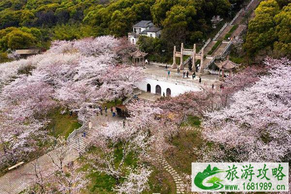 2022苏州上方山樱花什么时候开