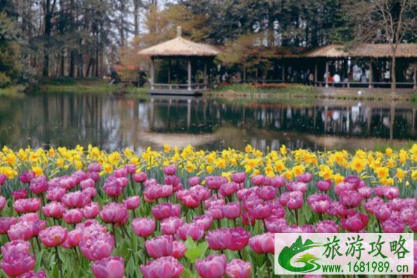 太子湾公园郁金香花展是几月几日2022 太子湾公园郁金香花展是几月几日2022