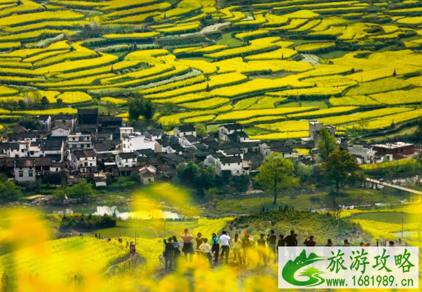 江岭油菜花几月开2022 附景区游玩攻略 江岭油菜花几月开2022 附景区游玩攻略