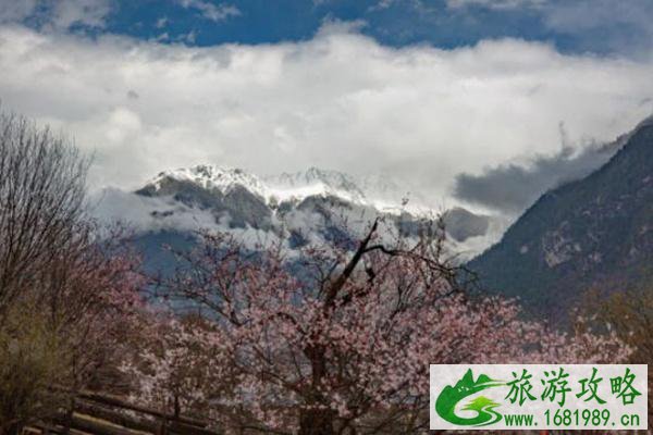 林芝桃花最佳观赏地推荐 林芝桃花最佳观赏地推荐