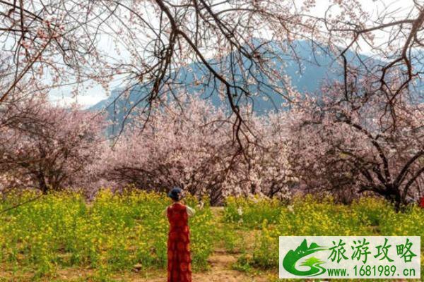 林芝桃花最佳观赏地推荐 林芝桃花最佳观赏地推荐