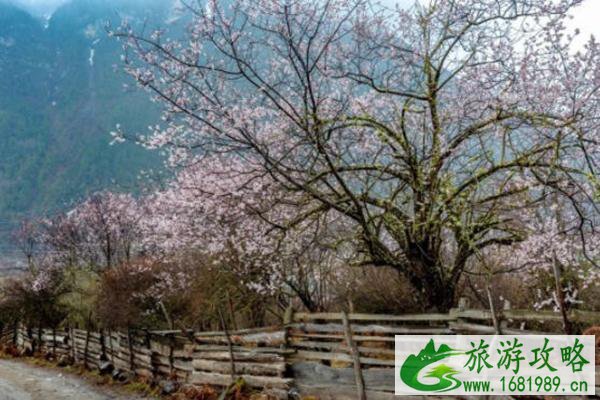 林芝桃花最佳观赏地推荐 林芝桃花最佳观赏地推荐