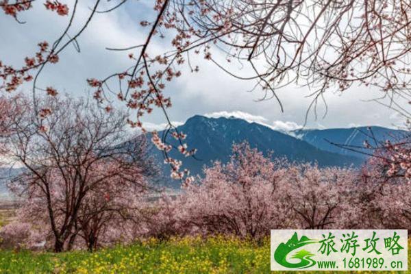 林芝桃花最佳观赏地推荐 林芝桃花最佳观赏地推荐