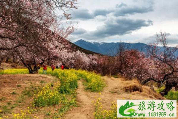 林芝桃花最佳观赏地推荐 林芝桃花最佳观赏地推荐