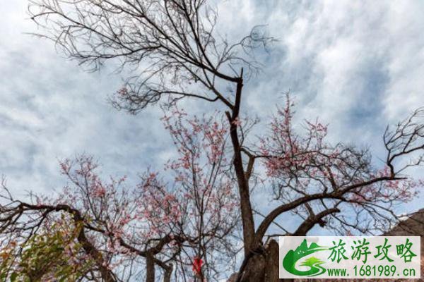 林芝桃花最佳观赏地推荐 林芝桃花最佳观赏地推荐