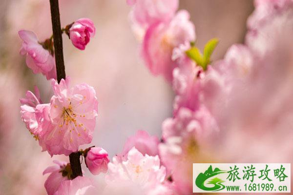 2022锦江山公园樱花什么时候开