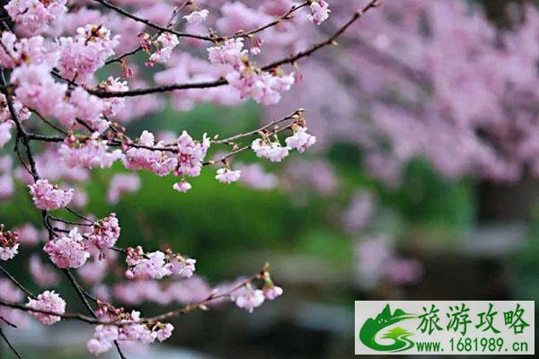 2022锦江山公园樱花什么时候开