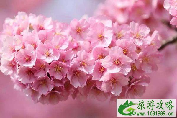 2022民主村澜岭江花景区樱花开了吗?附开放时间