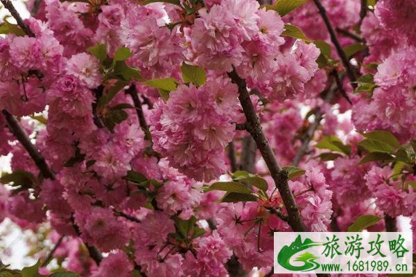 2022民主村澜岭江花景区樱花开了吗?附开放时间