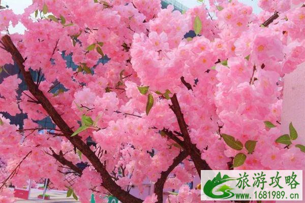 2022民主村澜岭江花景区樱花开了吗?附开放时间