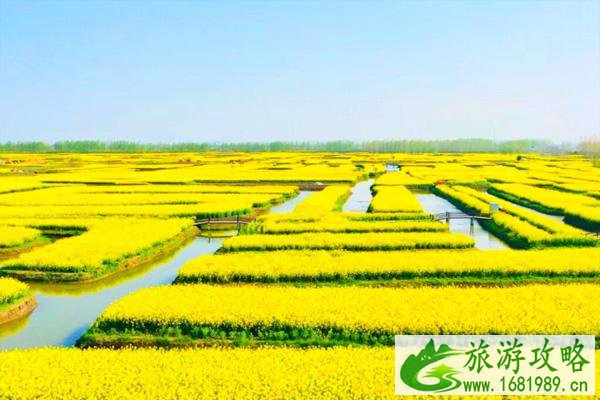 兴化油菜花景点在哪里 怎么去 兴化油菜花景点在哪里 怎么去