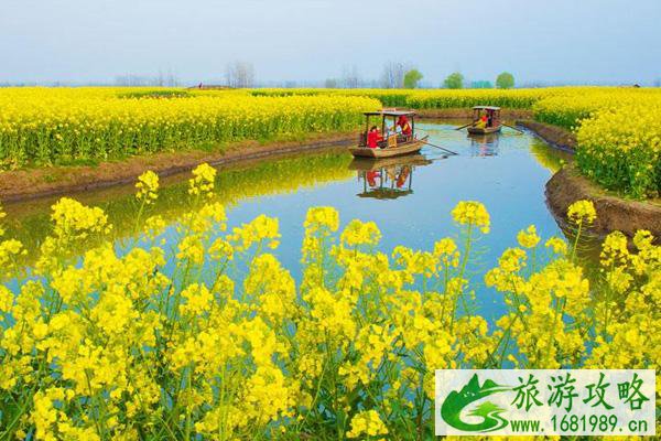 兴化油菜花景点在哪里 怎么去 兴化油菜花景点在哪里 怎么去
