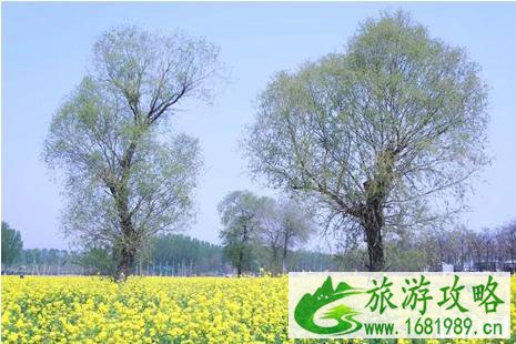王佐镇怪村油菜花什么时间开?需要门票吗?附具体地址