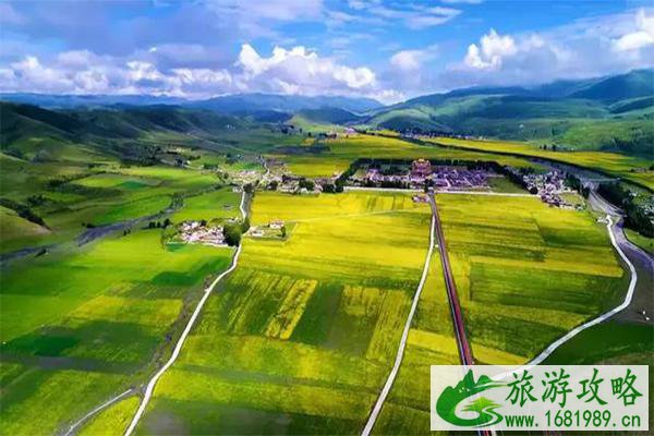 甘孜道孚八美油菜花开花时间2022附地址和交通信息