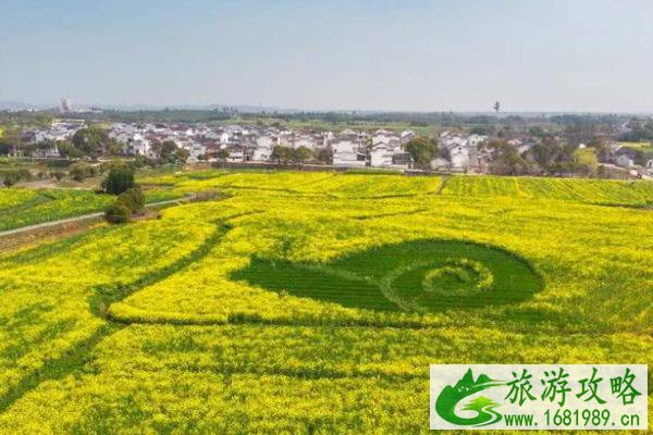 2022南京高淳油菜花几月份开 最佳观赏地