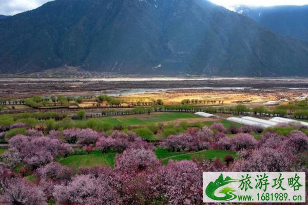 2022林芝桃花节是几月份的