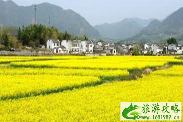 黟县油菜花什么时候开2022 最佳观赏时间及地点