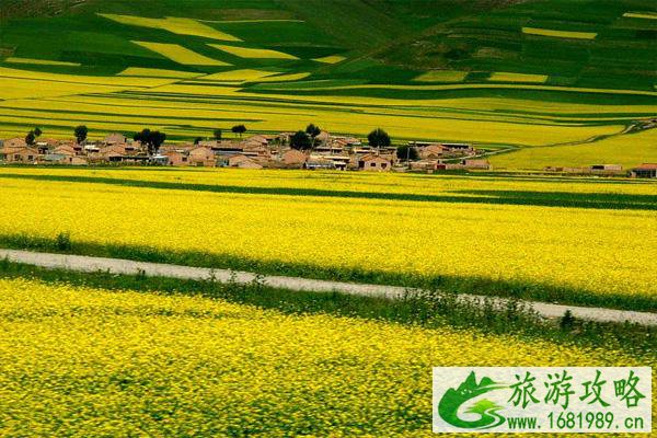 门源百里油菜花海景区在哪里 最佳赏花点推荐