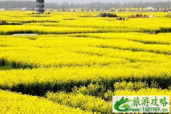 2022南京六合龙袍油菜花观赏攻略 附观赏地点交通及美食
