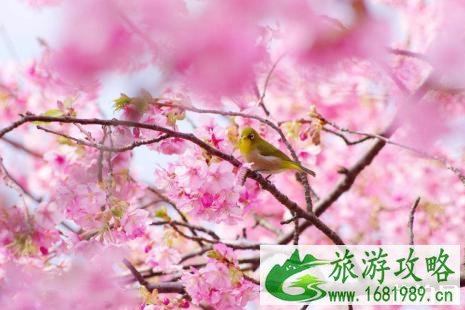 2022玉渊潭樱花观赏路线和花期及最佳地点推荐