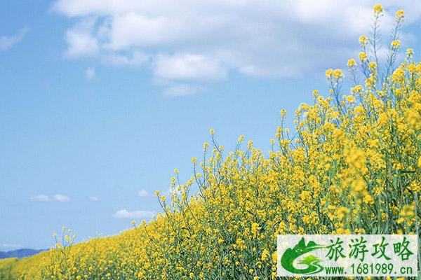 无锡油菜花什么地方有哪些 无锡赏油菜花的去处推荐