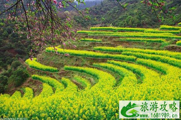 篁岭古村在哪里 油菜花什么时候开 篁岭古村在哪里 油菜花什么时候开