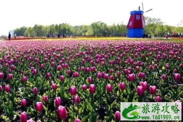 郁金香哪里最出名国内 郁金香哪里最出名国内