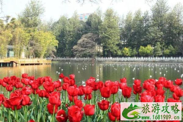 郁金香哪里最出名国内 郁金香哪里最出名国内