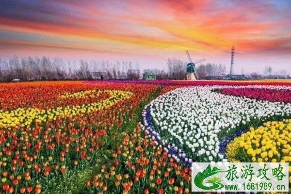 郁金香哪里最出名国内 郁金香哪里最出名国内