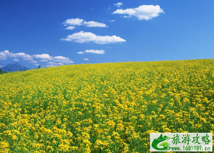 2022国内油菜花景区排行 油菜花怎么拍照才好看 2022国内油菜花景区排行 油菜花怎么拍照才好看