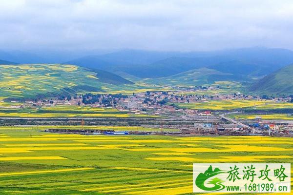 2022国内油菜花景区排行 油菜花怎么拍照才好看 2022国内油菜花景区排行 油菜花怎么拍照才好看