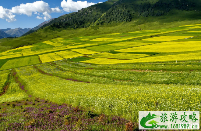 2022国内油菜花景区排行 油菜花怎么拍照才好看 2022国内油菜花景区排行 油菜花怎么拍照才好看