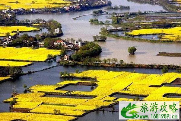 三月油菜花最佳观景地区推荐2022 三月油菜花最佳观景地区推荐2022