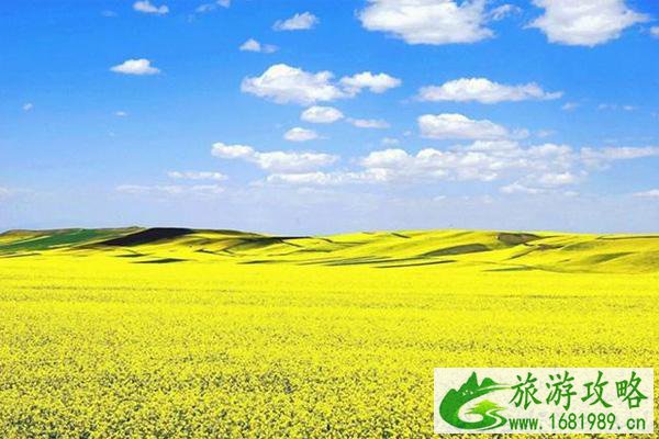 2022蔡甸消泗乡油菜花赏花攻略 2022蔡甸消泗乡油菜花赏花攻略