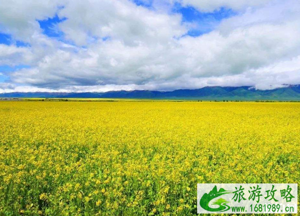 济州岛油菜花几月开放 附观赏地点推荐 济州岛油菜花几月开放 附观赏地点推荐